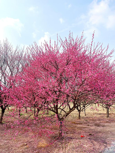 首页| 尊龙·Z6(中国集团)官方网站